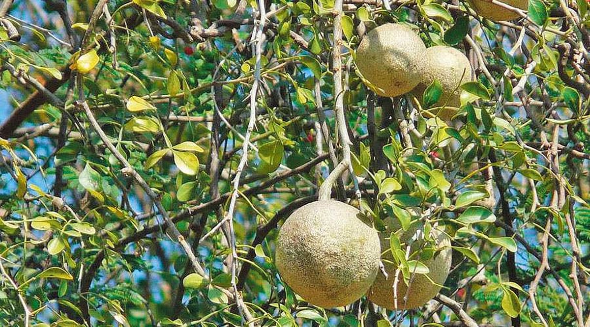 மரங்களின் வரங்கள்!: பித்தம் தெளிய மருந்தொன்று உண்டு! - விளா மரம்