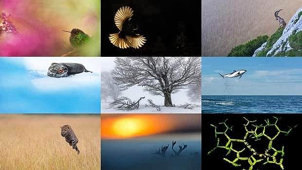 கொசுவால் கிடைத்த பரிசு! ஜெர்மனியில் சுவாரஸ்யம்