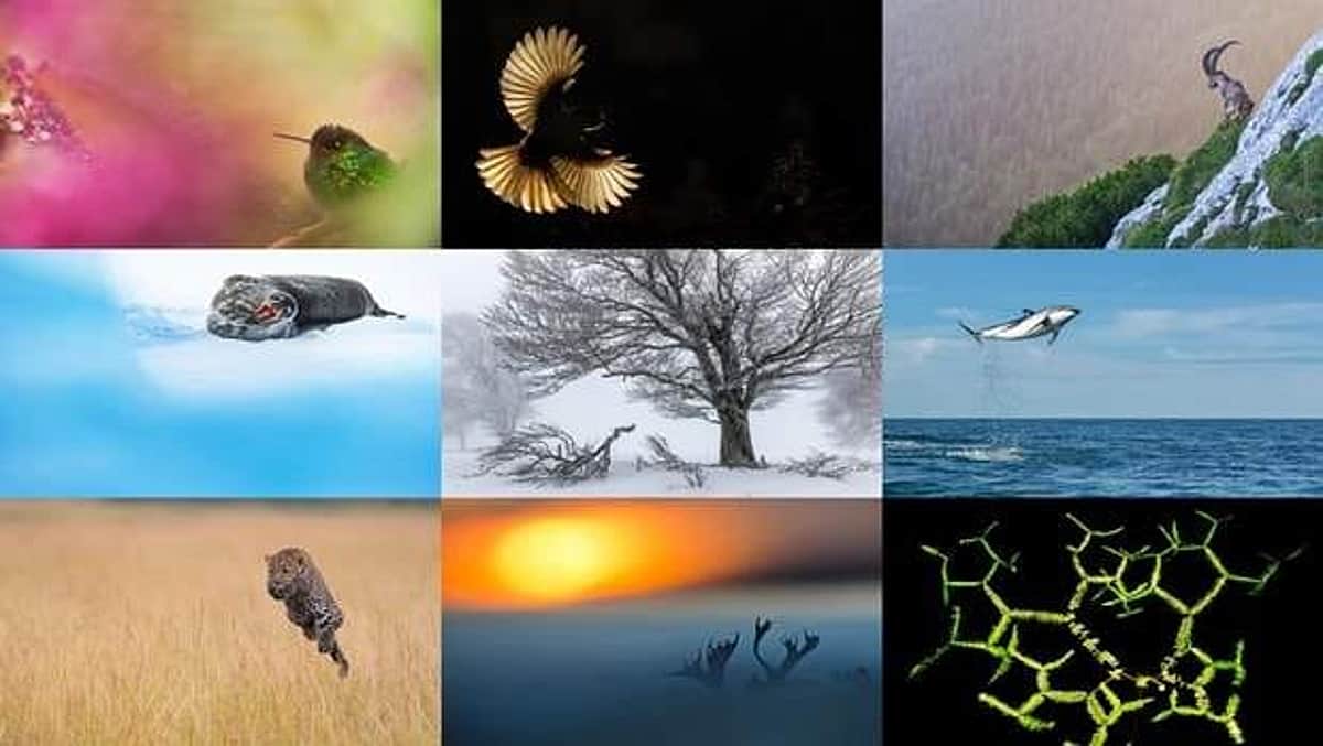 கொசுவால் கிடைத்த பரிசு! ஜெர்மனியில் சுவாரஸ்யம்