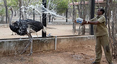 சிறுவர் பூங்காவில் சிறப்பு ஏற்பாடு