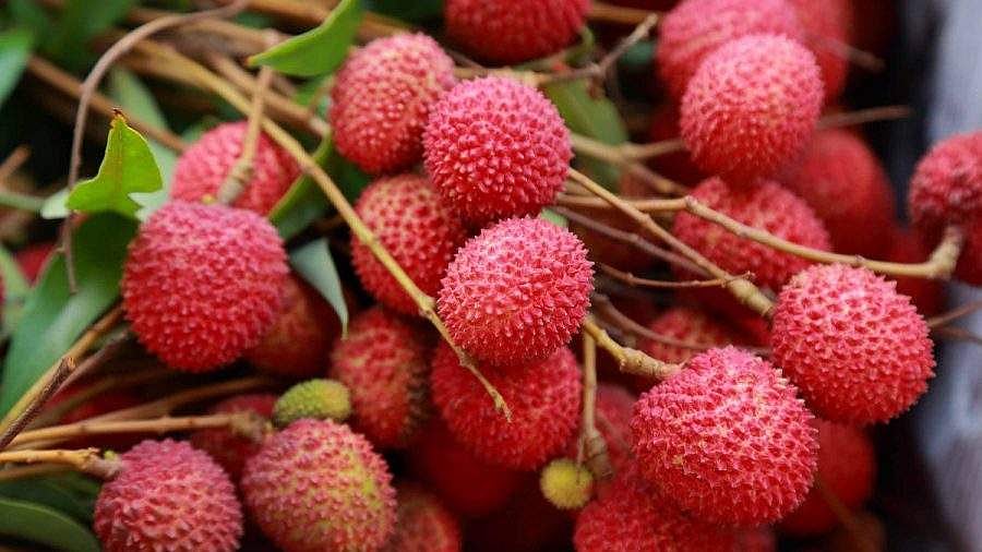 பிகாரில் 100 க்கும் மேலான குழந்தைகளைக் காவு வாங்கிய லிச்சிப்பழம்! அதிர்ச்சி ரிப்போர்ட்!