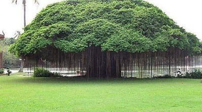 ஆலமரத்திடம் இருக்கிறது ஆயிரம் அற்புதங்கள்! வாருங்கள் தெரிந்துகொள்வோம்!!