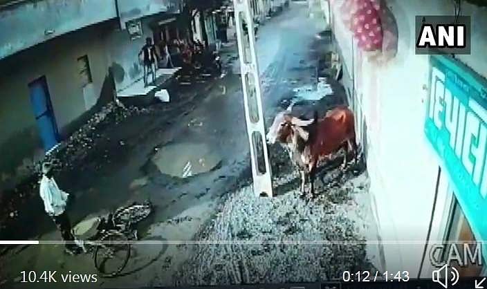 இந்த மாட்டுக்கு என்னவொரு வில்லத்தனம்? குஜராத்தில் இருவர் காயம்!வைரலாகும் விடியோ
