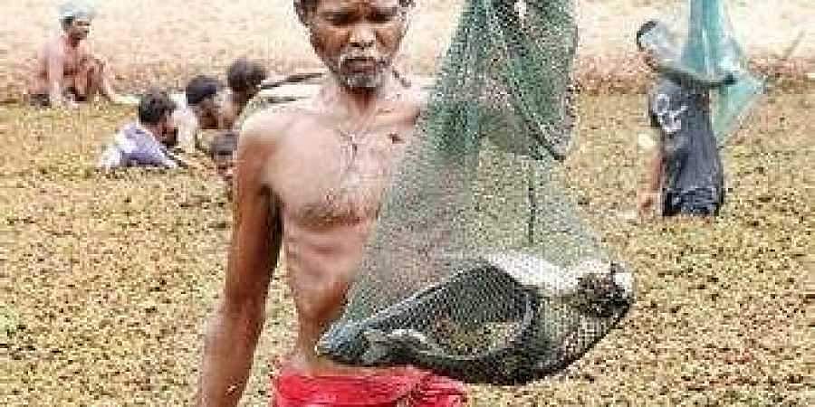 தண்ணீர் இல்லாததால் விவசாயிகள் என்ன செய்து கொண்டிருக்கிறார்கள் தெரியுமா?