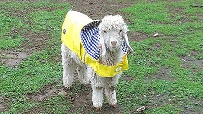 இந்த வாரம் கவிதைமணி தலைப்பு ஆட்டுக்குட்டியை நனைத்த மழை!