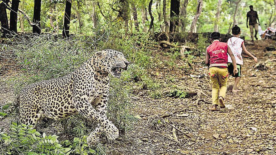 மும்பை ‘தானே’ குடியிருப்புப் பகுதியில் மக்களுடன் மக்களாக மார்னிங் வாக் வந்த சிறுத்தைப்புலி!
