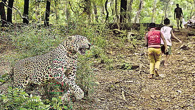 திருமலையில் மீண்டும் சிறுத்தை, கரடிகள் நடமாட்டம்!