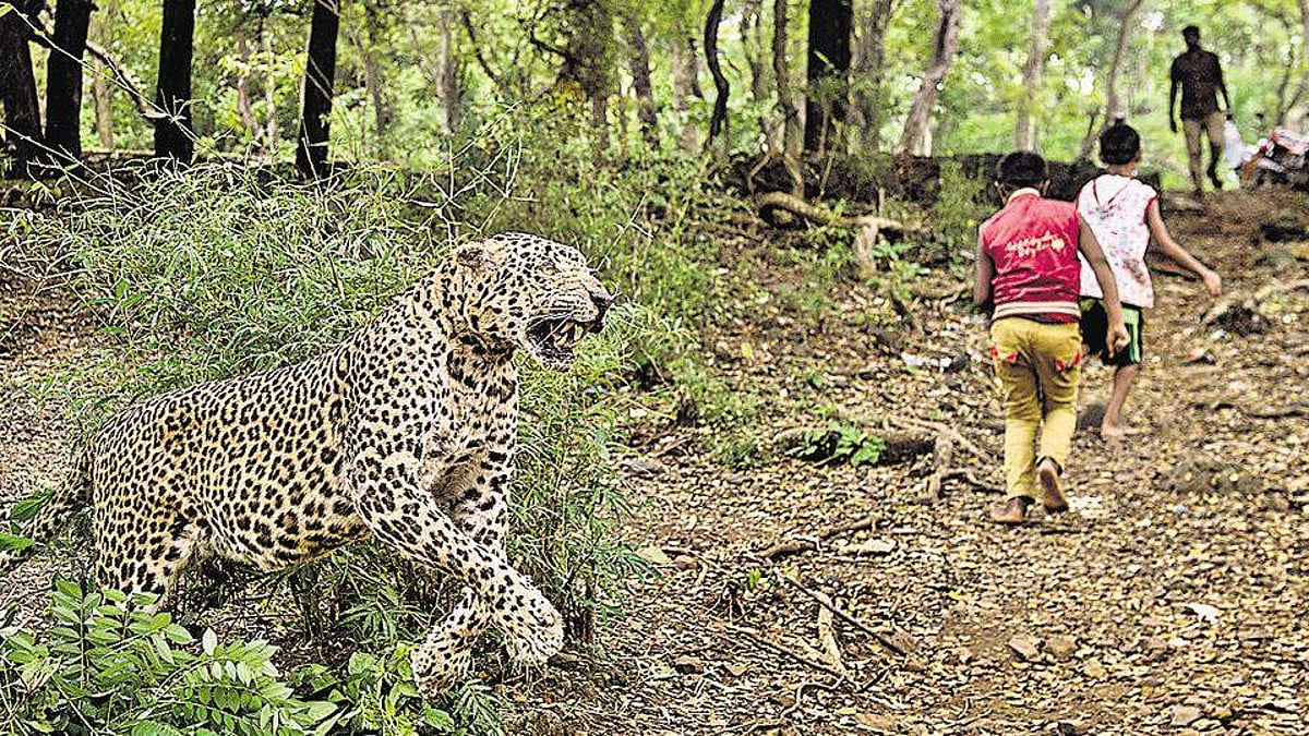 மும்பை ‘தானே’ குடியிருப்புப் பகுதியில் மக்களுடன் மக்களாக மார்னிங் வாக் வந்த சிறுத்தைப்புலி!
