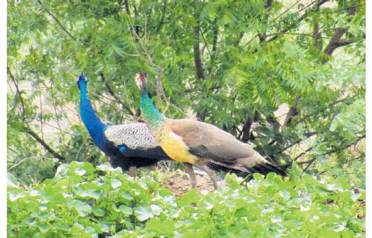 மயில்களின் இனப்பெருக்கம் அதிகரிப்பு: வாகனங்களில் மோதி பலியாகும் பரிதாபம்