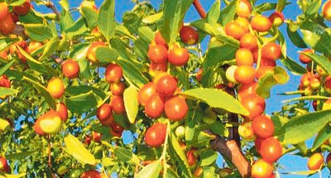 ஏழைகளின் கனி! இலந்தை மரம்!