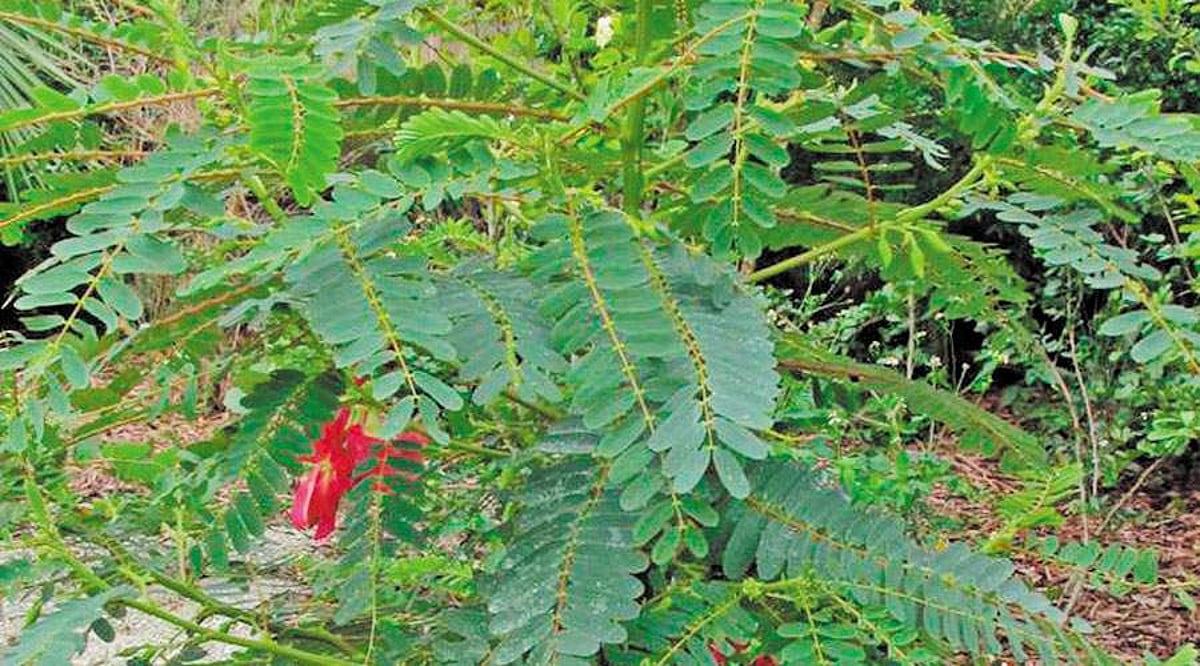 மரங்களின் வரங்கள்!: அகத்தி மரம்