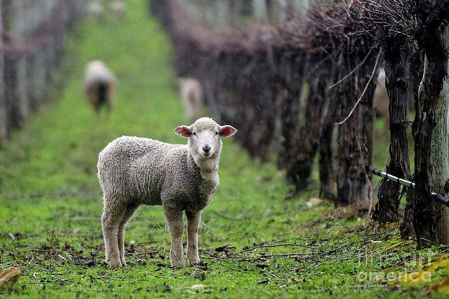 ஆட்டுக்குட்டியை நனைத்த மழை வாசகர் கவிதை பகுதி 2