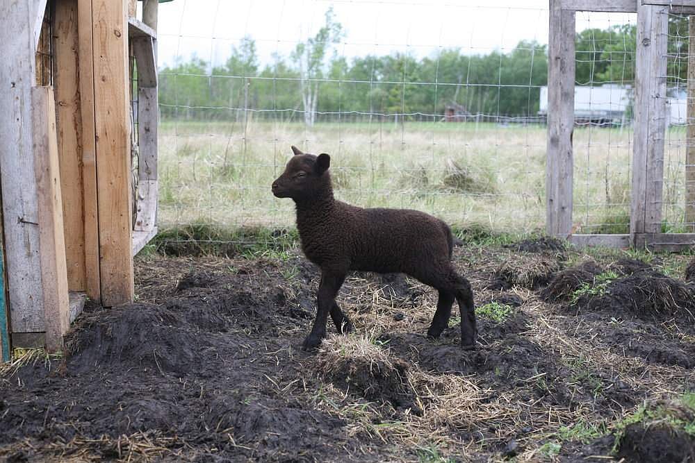 ஆட்டுக் குட்டியை நனைத்த மழை வாசகர் கவிதை பகுதி 3