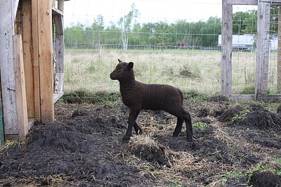 ஆட்டுக் குட்டியை நனைத்த மழை வாசகர் கவிதை பகுதி 3