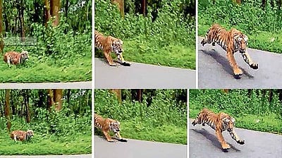 டூவிலரில் சென்றவர்களை விரட்டிச் சென்று மறைந்த புலி! வைரல் விடியோ