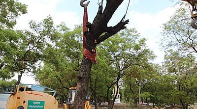 மண்ணின் மரங்கள்