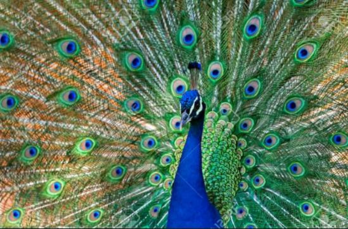மயிலுக்குத் தோகையில் கண் போன்ற அமைப்பு வந்தது எப்படித் தெரியுமா?