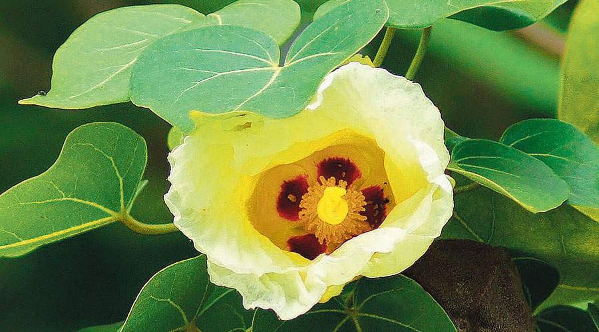 மரங்களின் வரங்கள்!: பூவரசம் மரம்