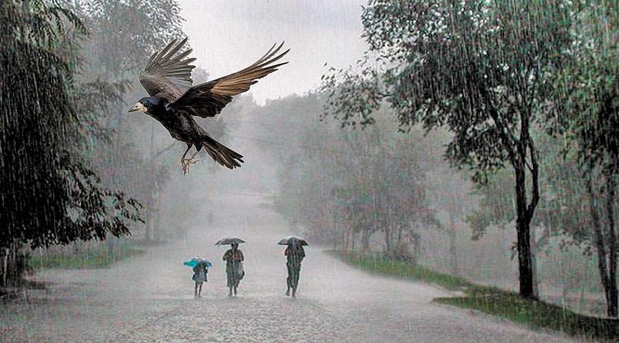 காக்கா காக்கா ஓடி வா!