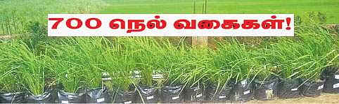 700 நெல் வகைகள்!