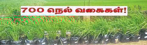 700 நெல் வகைகள்!