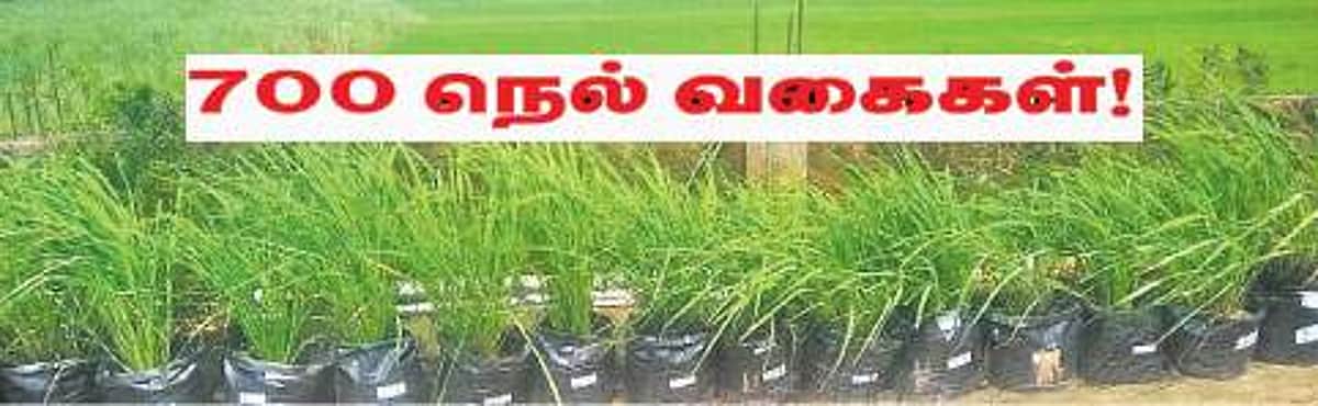 700 நெல் வகைகள்!