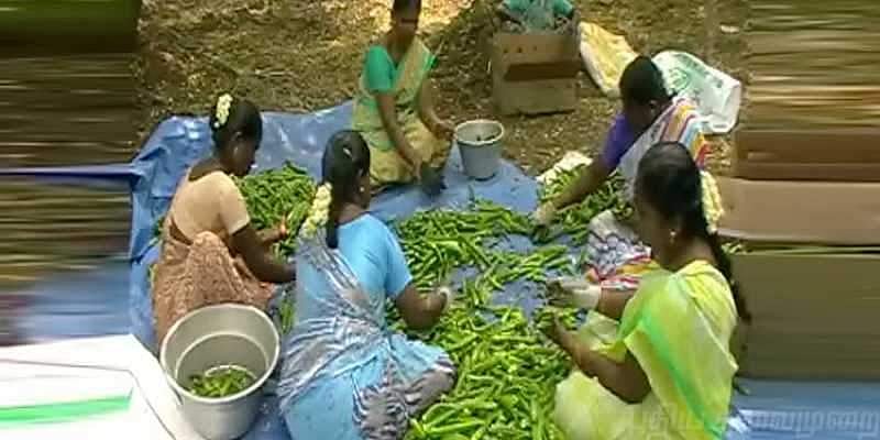 சிங்கப்பூர், மலேசியாக்காரர்களை வசீகரிக்கும் தேனி மாவட்டத்து இயற்கை காய்கறிகள்!