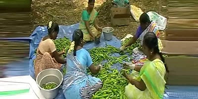 சிங்கப்பூர், மலேசியாக்காரர்களை வசீகரிக்கும் தேனி மாவட்டத்து இயற்கை காய்கறிகள்!