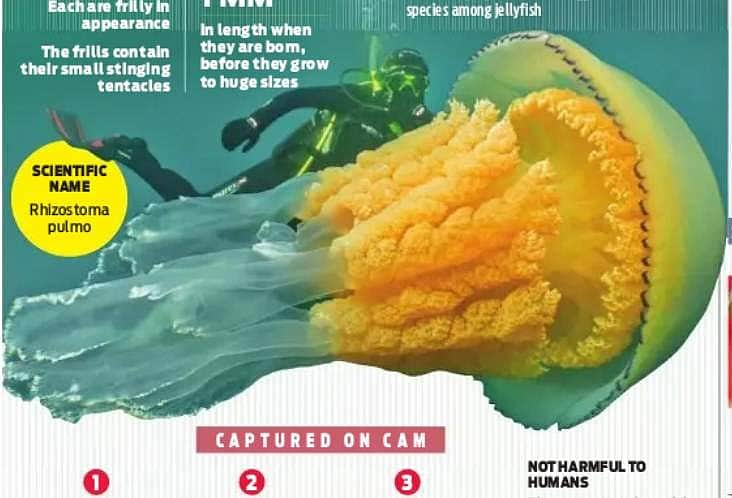 மனிதனை விட உருவத்தில் மிகப்பெரிய ஜெல்லி மீன்கள் கண்டுபிடிப்பு