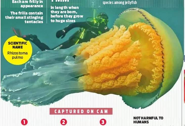 மனிதனை விட உருவத்தில் மிகப்பெரிய ஜெல்லி மீன்கள் கண்டுபிடிப்பு