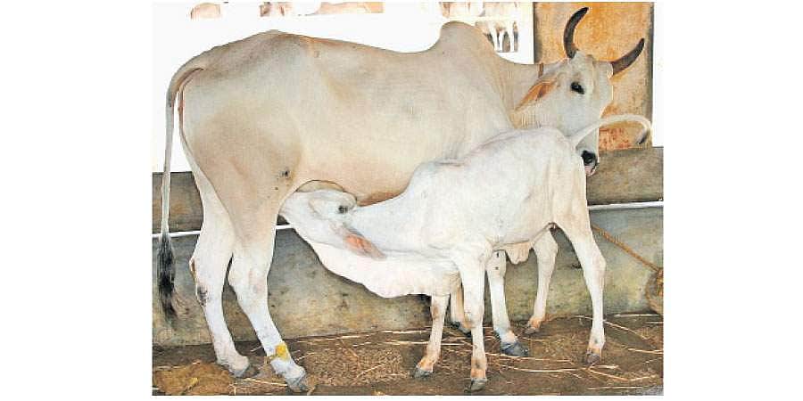 இந்திய பசுக்களை இனவிருத்தி செய்ய பிரேசில் உதவி தேவையா?