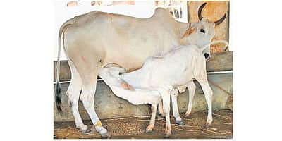 இந்திய பசுக்களை இனவிருத்தி செய்ய பிரேசில் உதவி தேவையா?