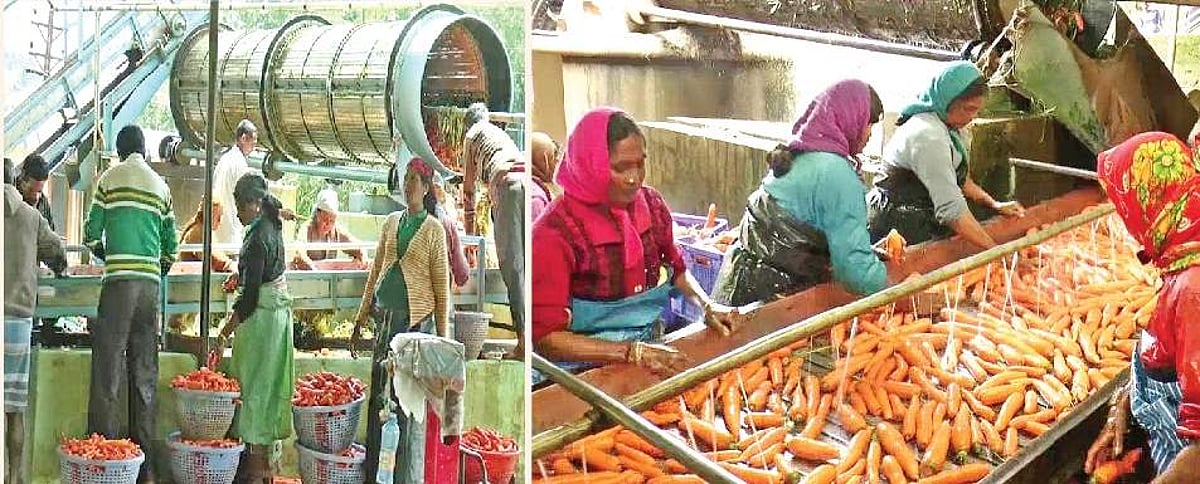 கேரட் கழுவும் தண்ணீரை மறுசுழற்சி செய்ய வேண்டும்: விவசாயிகள் எதிர்பார்ப்பு