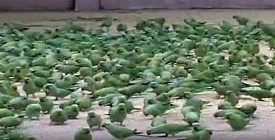 ஐநூறு கிளிகளுக்கு உணவு!