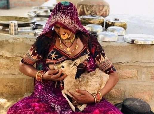 ஆச்சர்யமென்ன? சல்மான் கானை கோர்ட் படியேற வைத்த பிஷ்னோய் பெண்களுக்கு மான்குட்டிகளும், பெற்றெடுத்த பிள்ளைகளும் ஒன்றே!