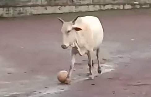 ஃபுட்பால் விளையாடிய பசுமாடு... வைரல் விடியோ!