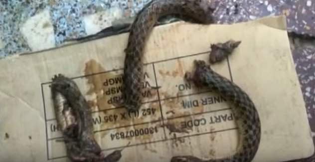 பாம்பைக் கடித்து துண்டு துண்டாக்கிக் கொன்ற உத்தரப்பிரதேச இளைஞன்!