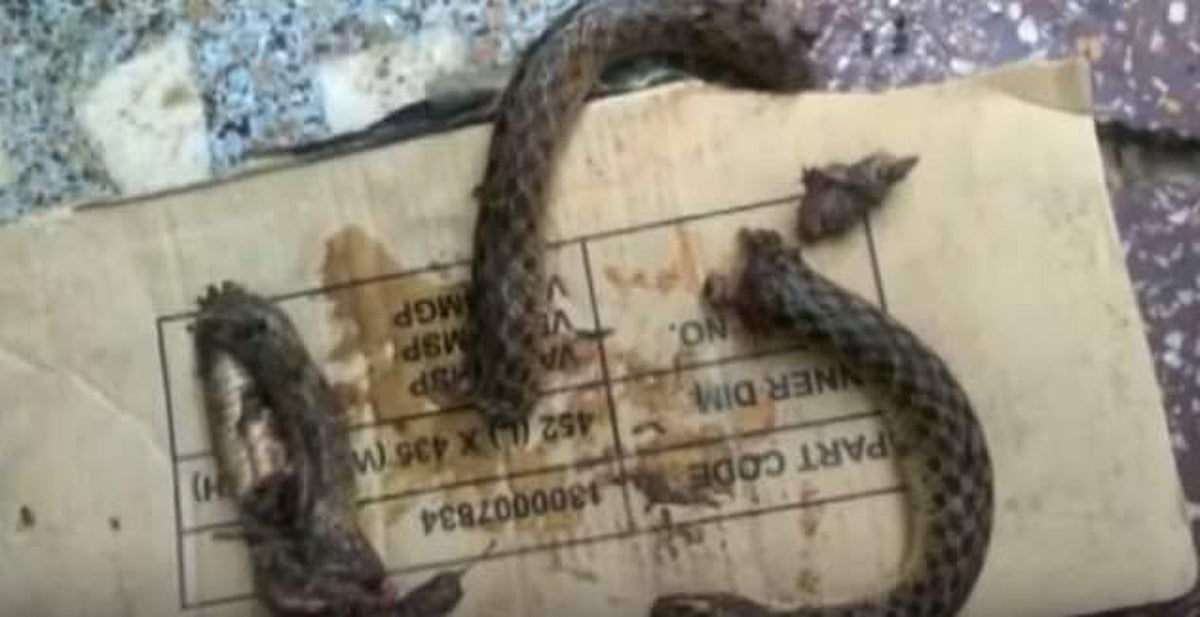 பாம்பைக் கடித்து துண்டு துண்டாக்கிக் கொன்ற உத்தரப்பிரதேச இளைஞன்!