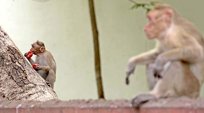 அழுகிய பழங்களை உண்ணும் குரங்குகள்