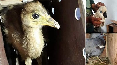 கேரளாவுக்கு கடத்த முயன்ற 26 அரிய வகைப் பறவைகள் பறிமுதல்: 8 பேர் கைது