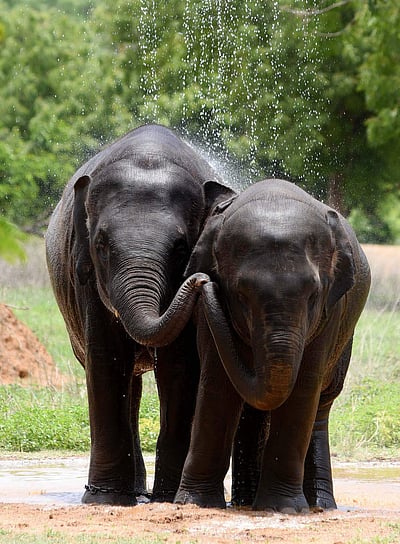 ஷவர் குளியல் அசத்தும் யானைகள்