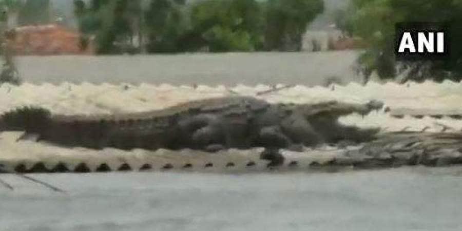 யப்பா என்னா வெள்ளம்? கூரை மீது ஏறி இடம்பிடித்துக் கொண்ட விவிஐபி