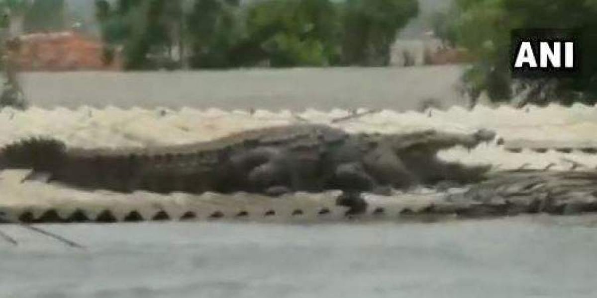 யப்பா என்னா வெள்ளம்? கூரை மீது ஏறி இடம்பிடித்துக் கொண்ட விவிஐபி