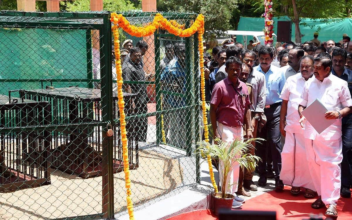 புலி குட்டிகளுக்கு பெயர் சூட்டிய  முதல்வர்