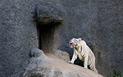 வண்டலூர் பூங்காவில் அரிய வெள்ளை புலி