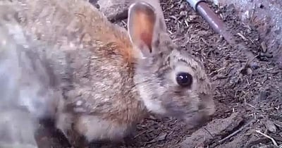 சோழசிராமணியில் 22-ஆம் ஆண்டாக முயல் வேட்டைக்குத் தடை