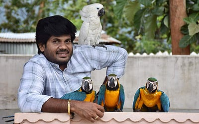 செல்லப்பிராணி கிளி