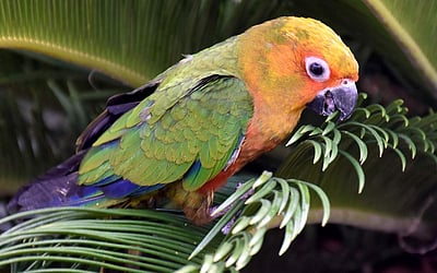 பறவை என்ற தலைப்பில் வாசகர்கள் எழுதிய கவிதைகள் பகுதி 1