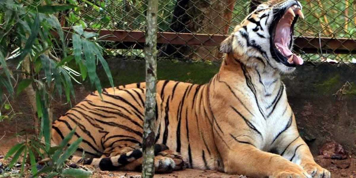 களக்காடு - முண்டந்துறை காப்பகத்தில் அதிகரிக்கும் புலிகள் எண்ணிக்கை