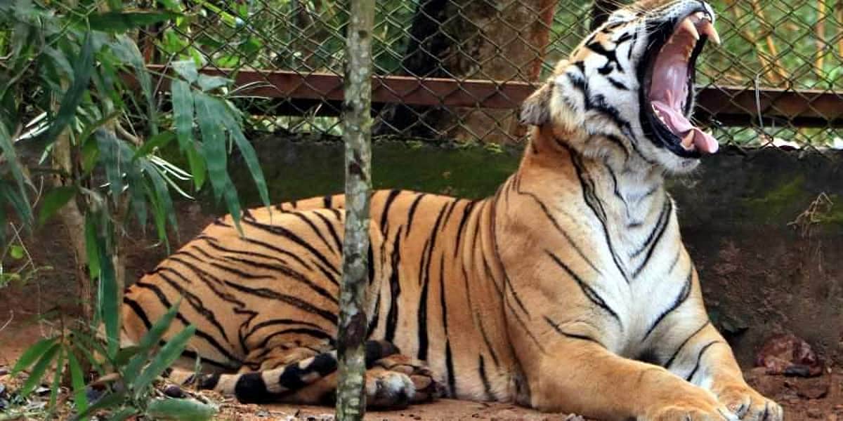 களக்காடு - முண்டந்துறை காப்பகத்தில் அதிகரிக்கும் புலிகள் எண்ணிக்கை